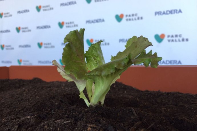 i love green hort urba parc valles